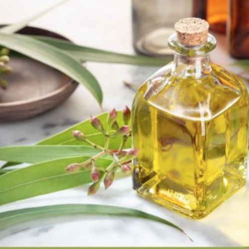 Eucalyptus Essential Oil - Tinh dầu khuynh diệp