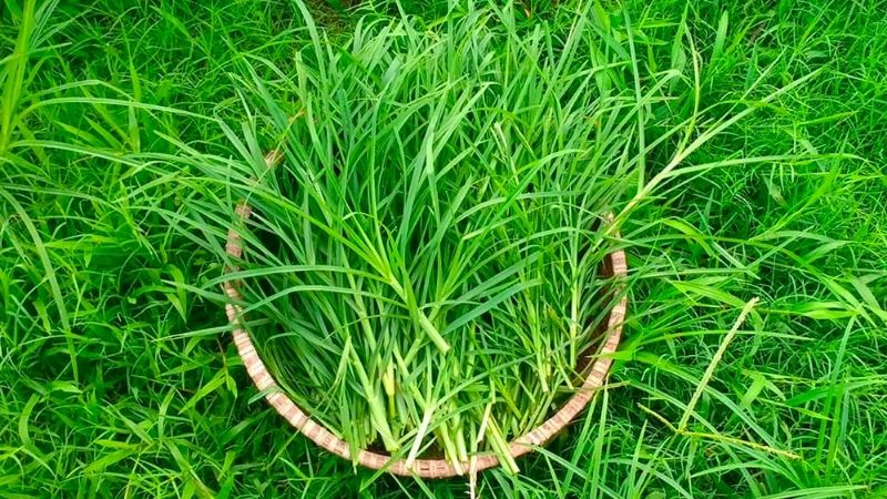 co-man-trau-cong-dung-cach-dung-luu-y-khi-su-dung-1_800x450