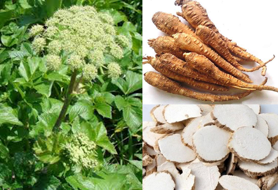 tac-dung-cach-dung-re-bach-chi-chua-benh-hieu-qua-va-gia-re-bach-chi